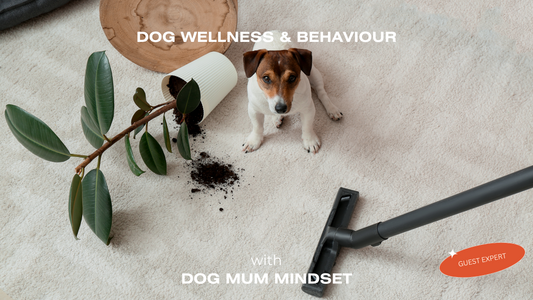 The Top 5 Dog Behaviour Problems and How to Address Them - FURR Collective