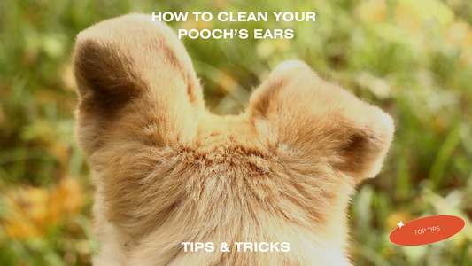 Step-by-Step Instructions for Cleaning Your Dog's Ears - FURR Collective