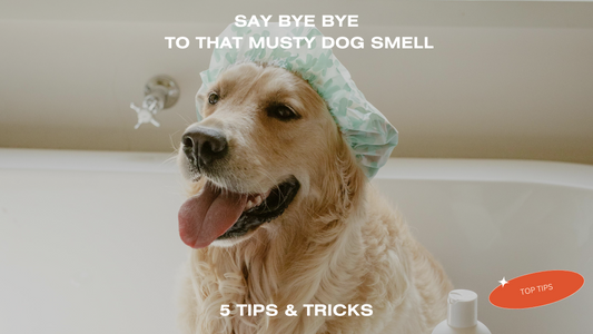 5 Effective Ways to Eliminate Smelly Dog Odour - FURR Collective