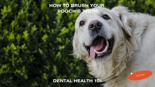 The Importance of Regular Dog Teeth Brushing - FURR Collective