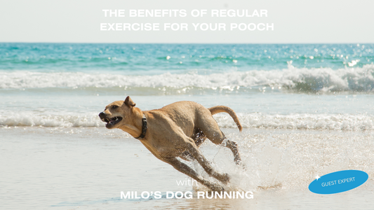 The Benefits of Regular Exercise for Dogs and How to Get Started - FURR Collective